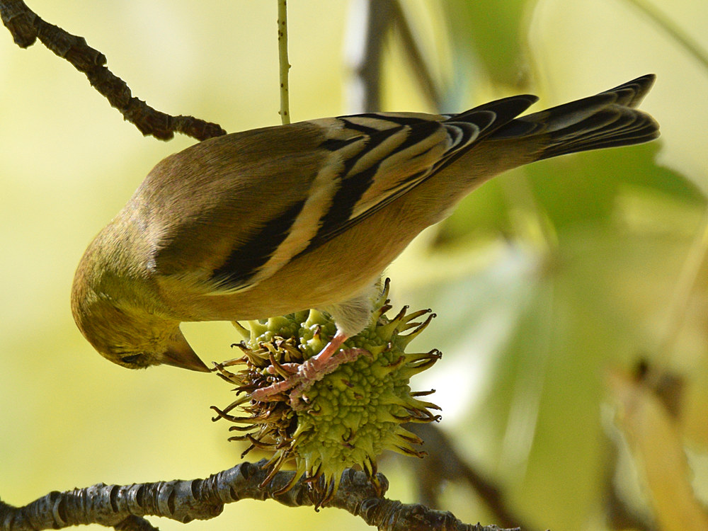 Goldfinch7.jpg