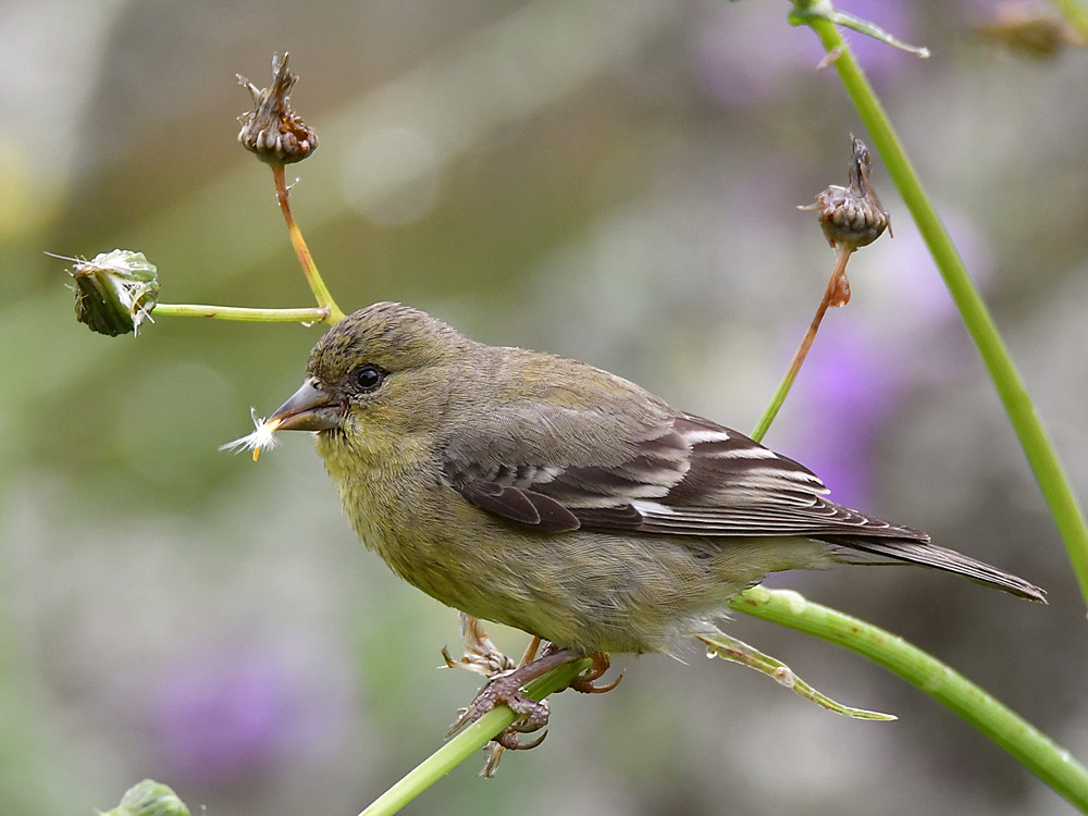 GoldFinch7.jpg