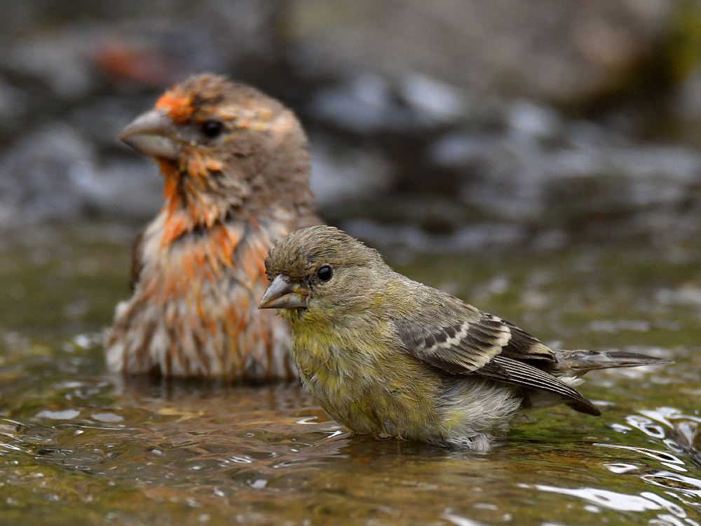 Goldfinch7.jpg