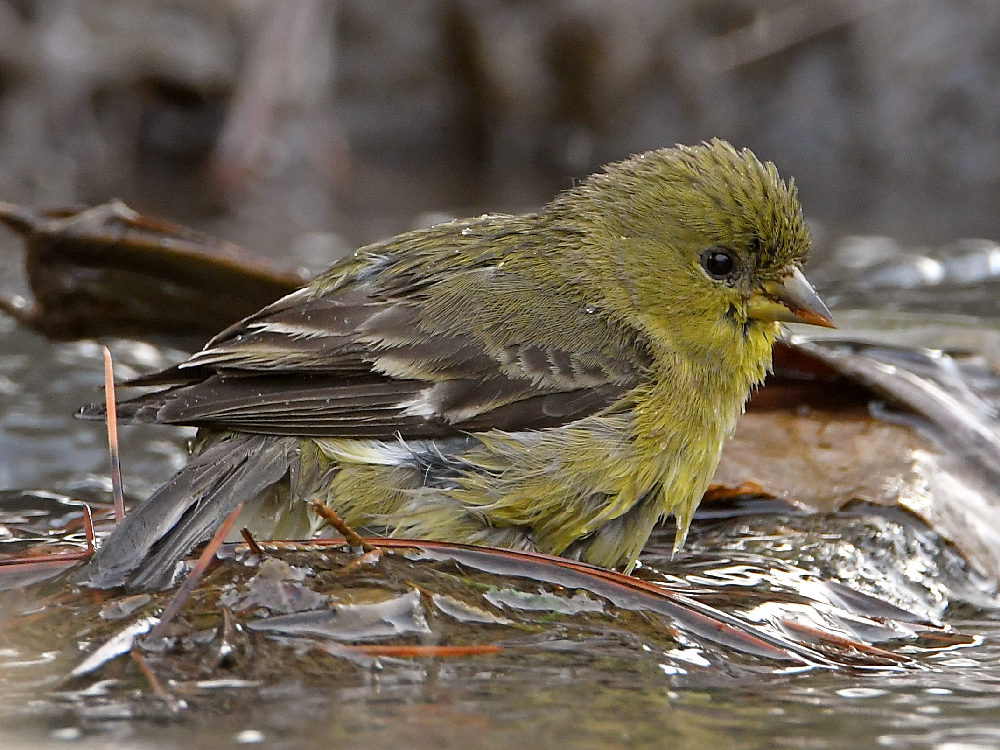 Goldfinch7.jpg
