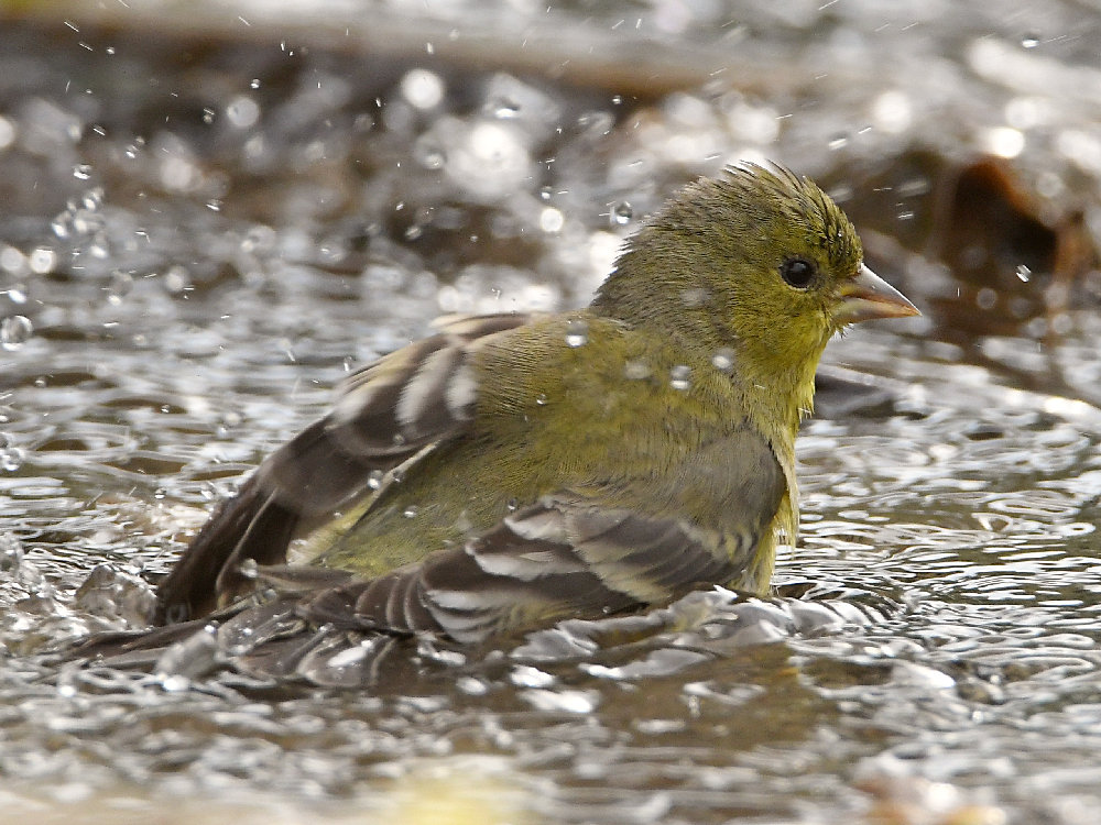 Goldfinch7.jpg