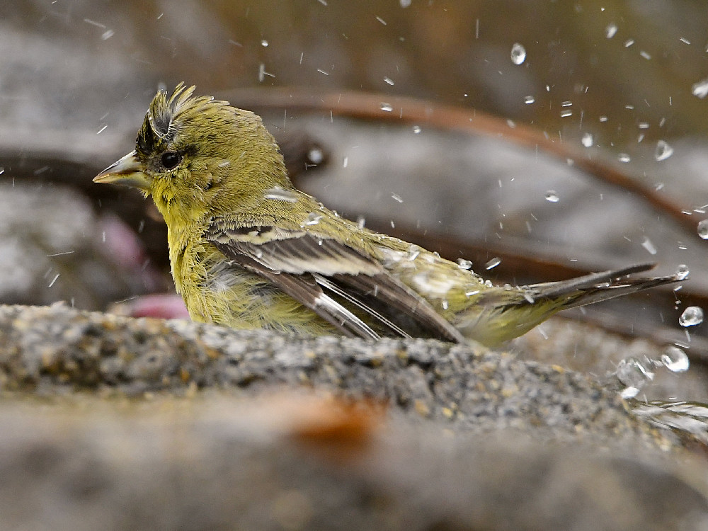 Goldfinch7.jpg
