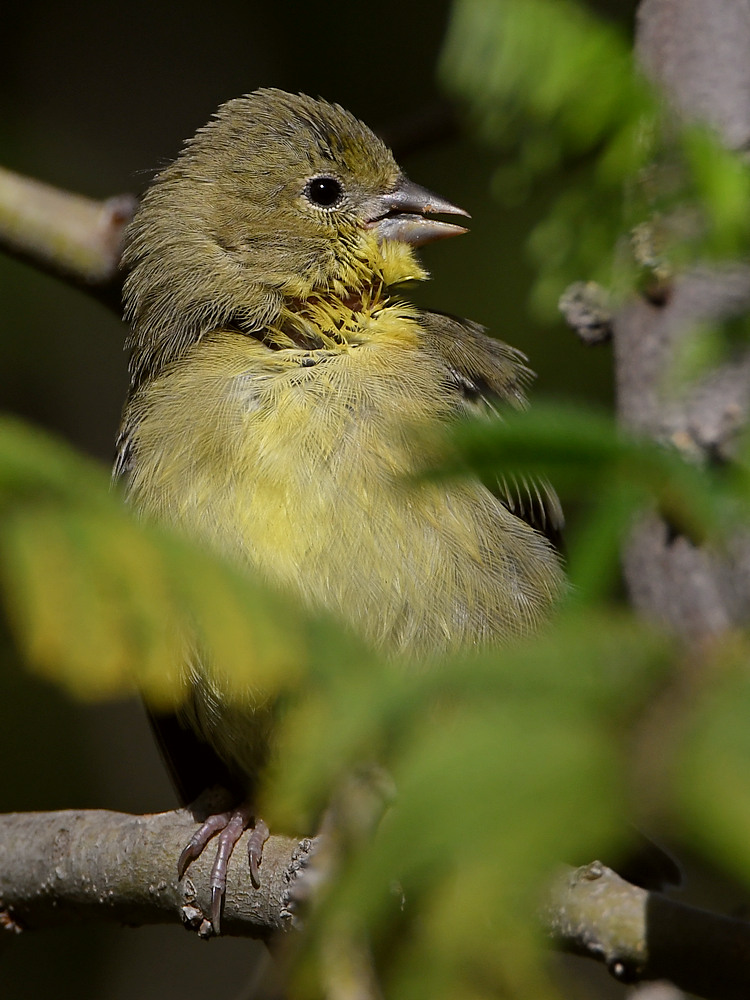 Goldfinch7.jpg
