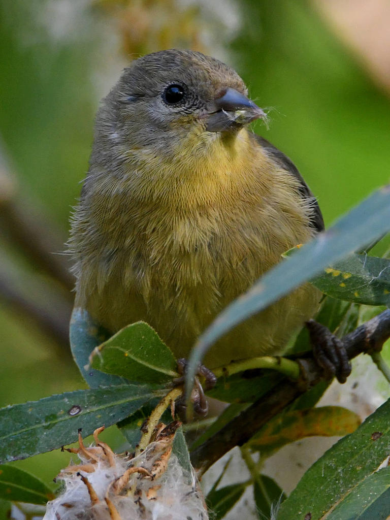Goldfinch7.jpg