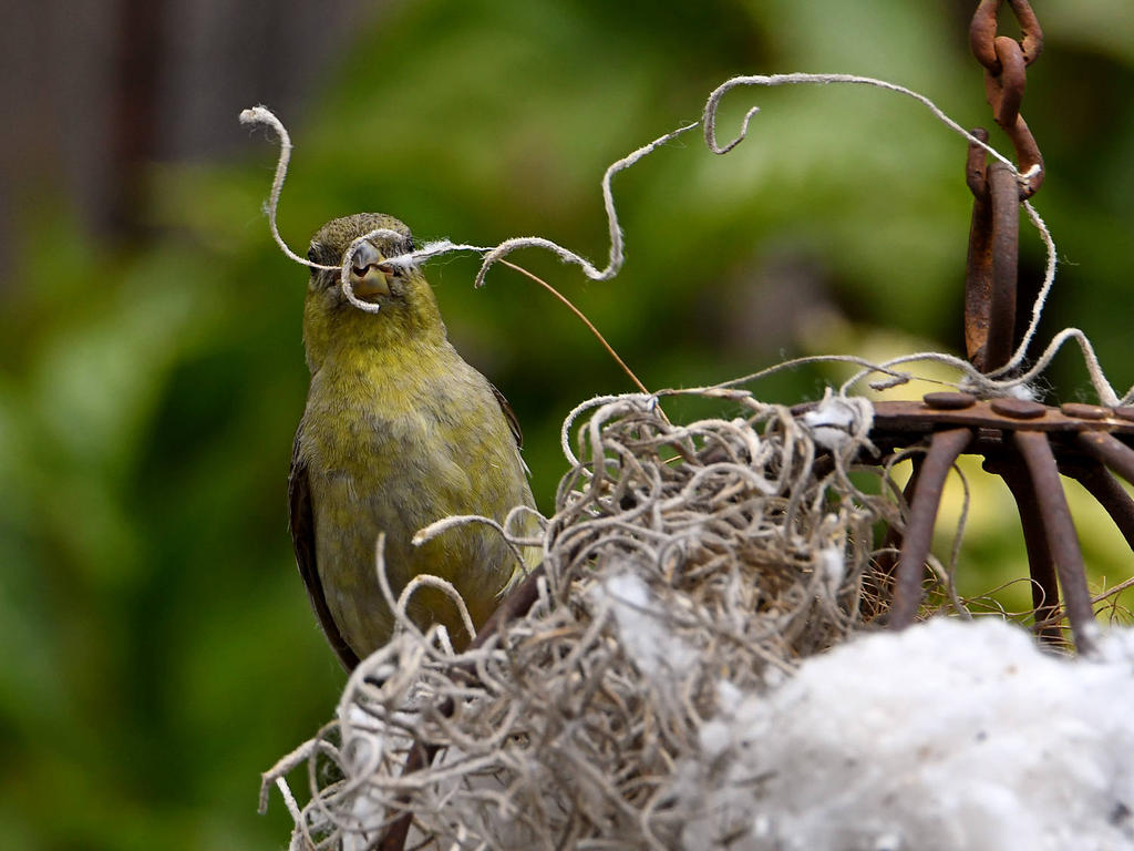 Goldfinch7.jpg