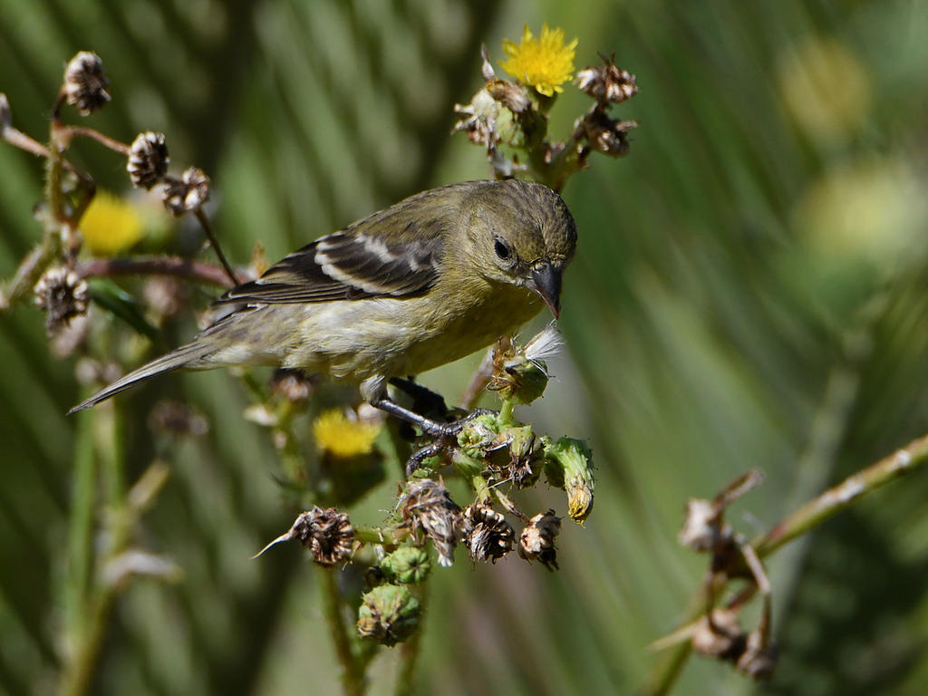 Goldfinch7.jpg