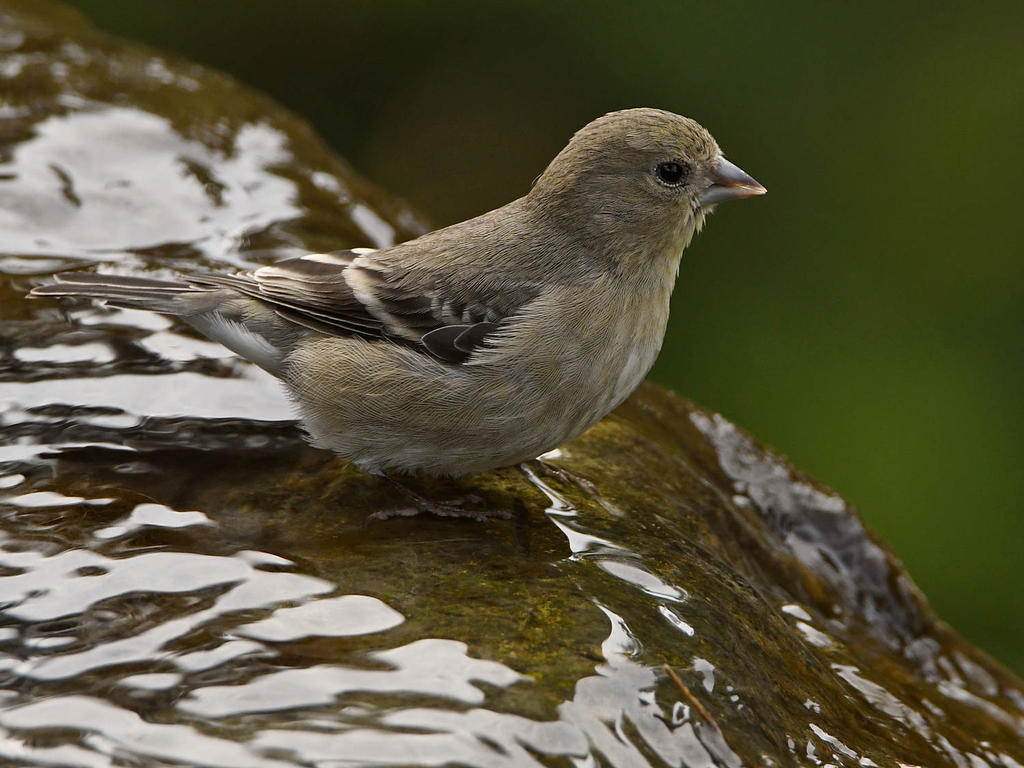 Goldfinch7.jpg
