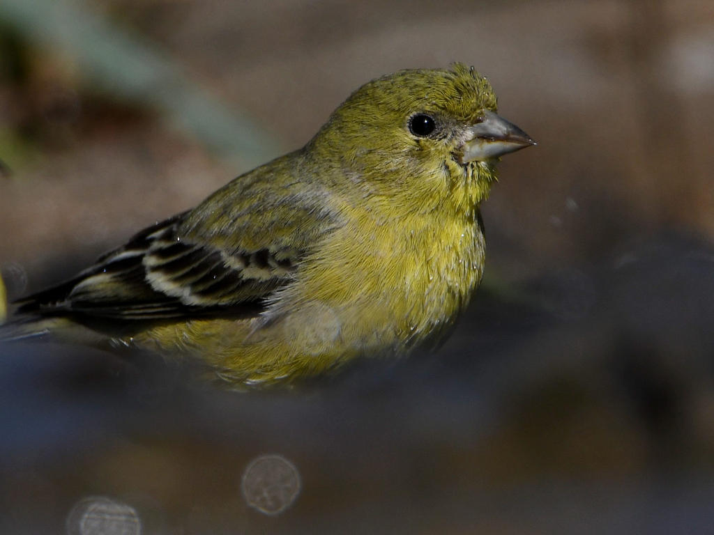Goldfinch7.jpg