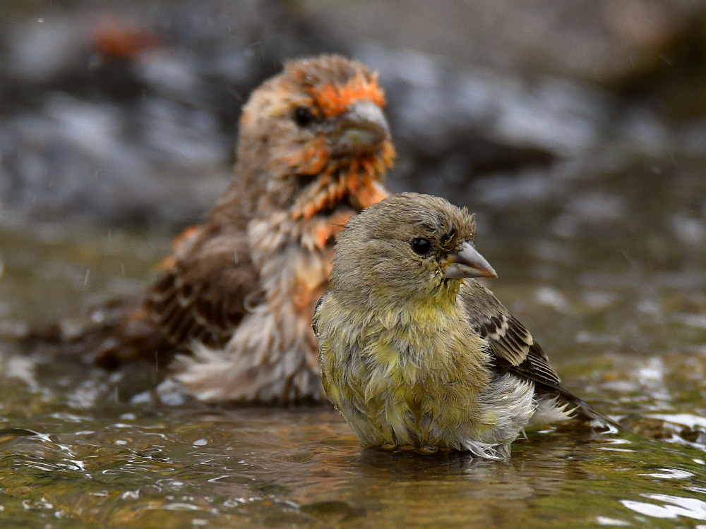 Goldfinch8.jpg