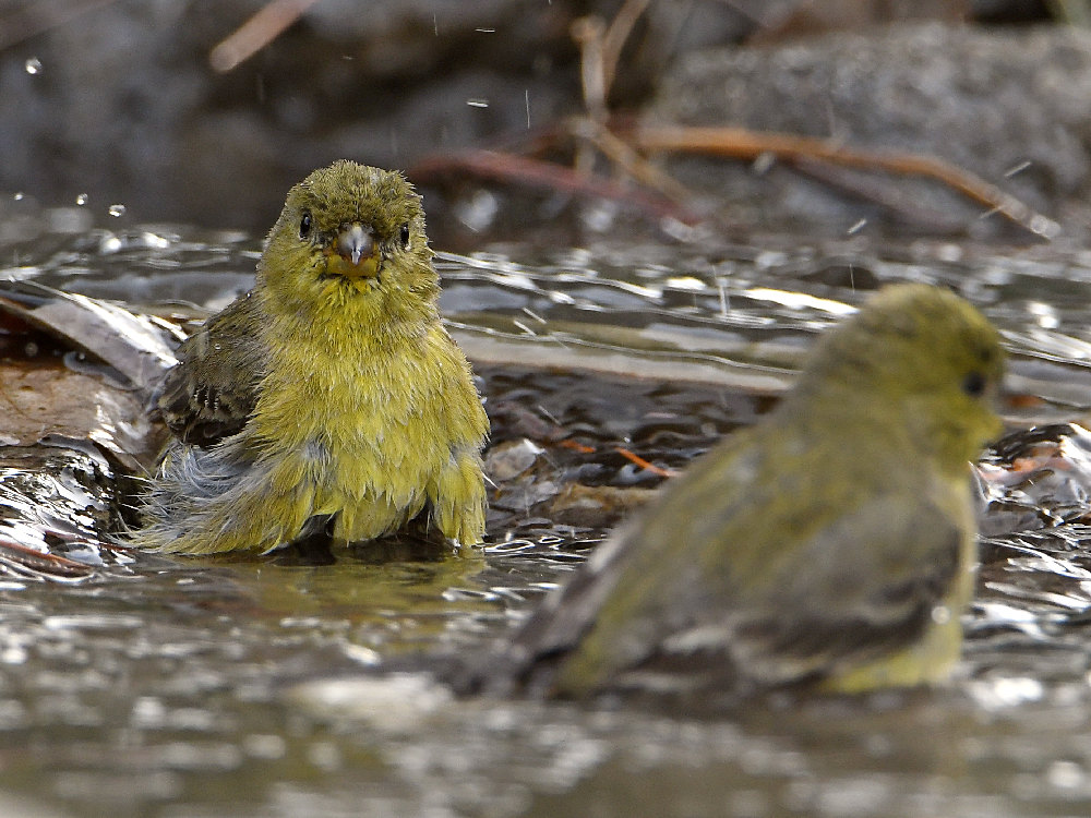 Goldfinch8.jpg