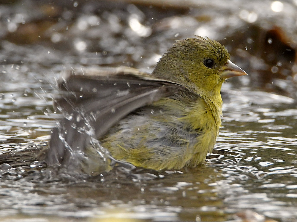 Goldfinch8.jpg