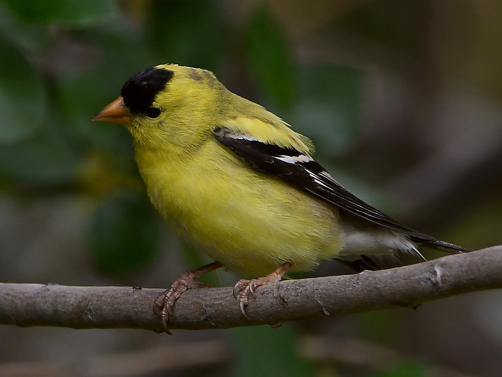Goldfinch8.jpg