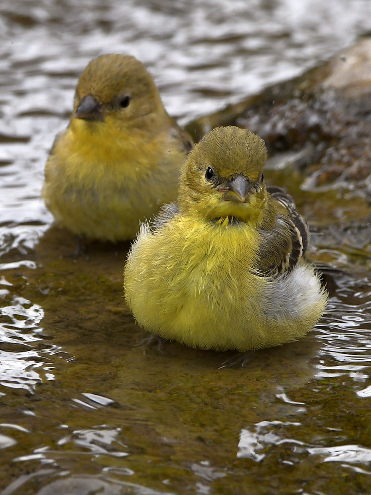 Goldfinch8.jpg