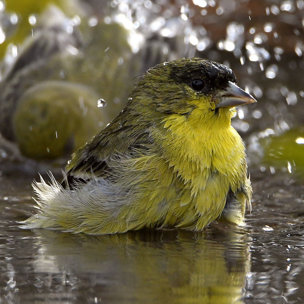 Goldfinch8.jpg