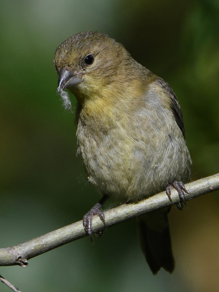 Goldfinch8.jpg