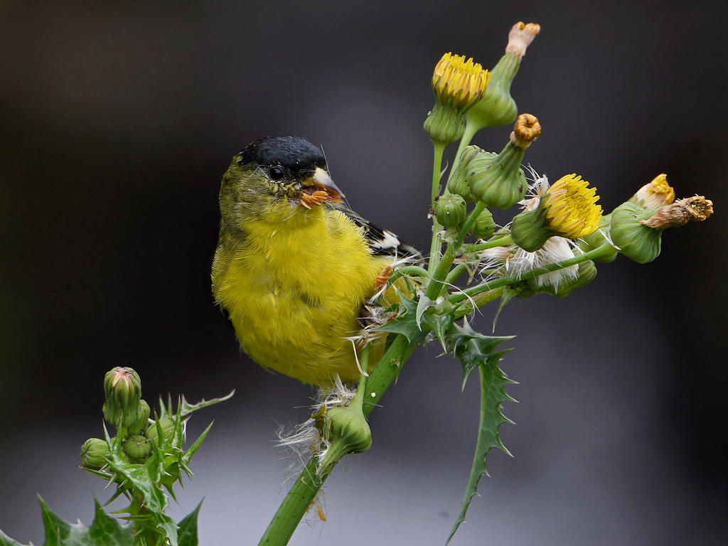 Goldfinch8.jpg