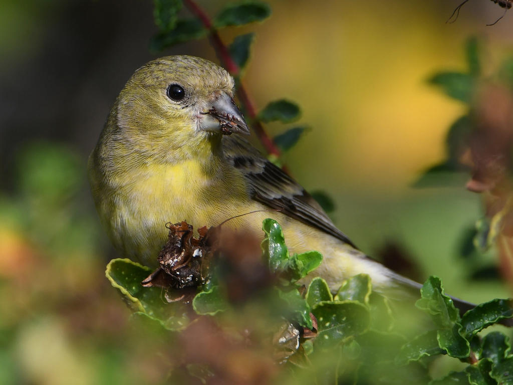 Goldfinch8.jpg