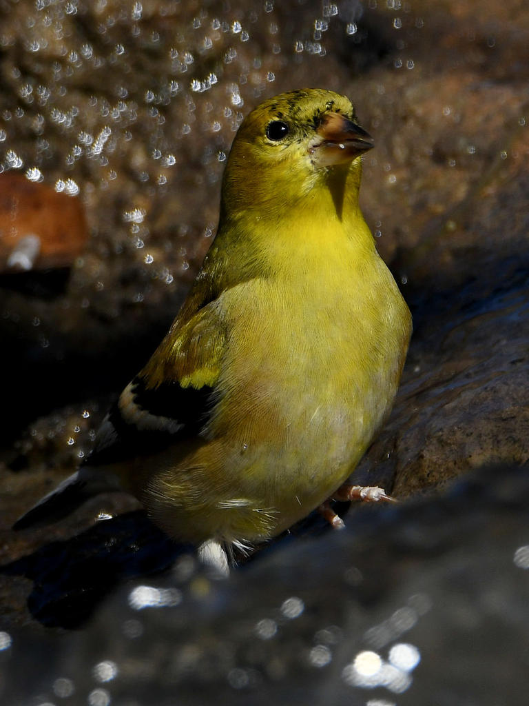 Goldfinch8.jpg