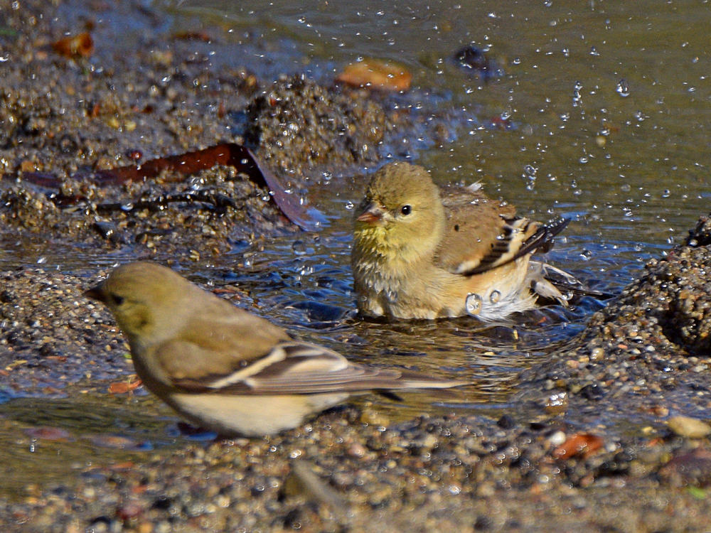 Goldfinch9.jpg