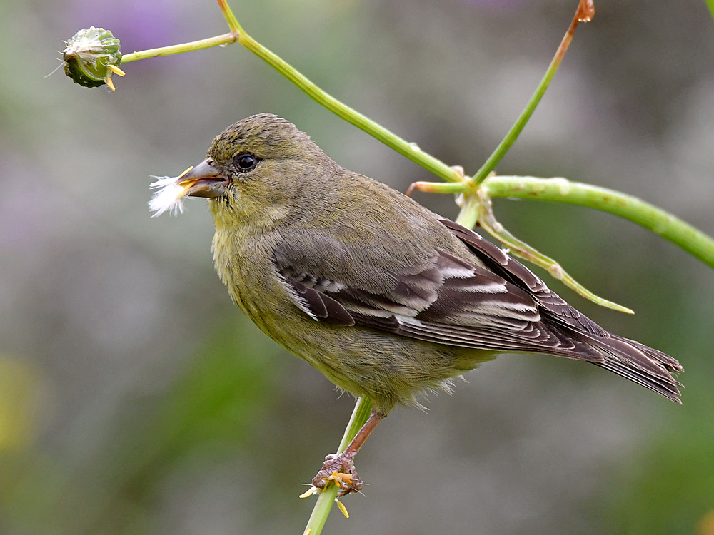 GoldFinch9.jpg