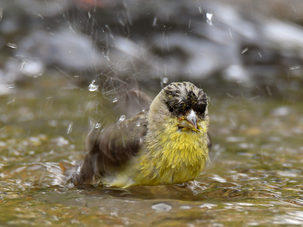 Goldfinch9.jpg