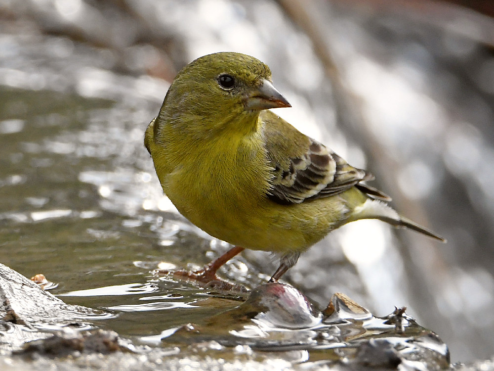 Goldfinch9.jpg