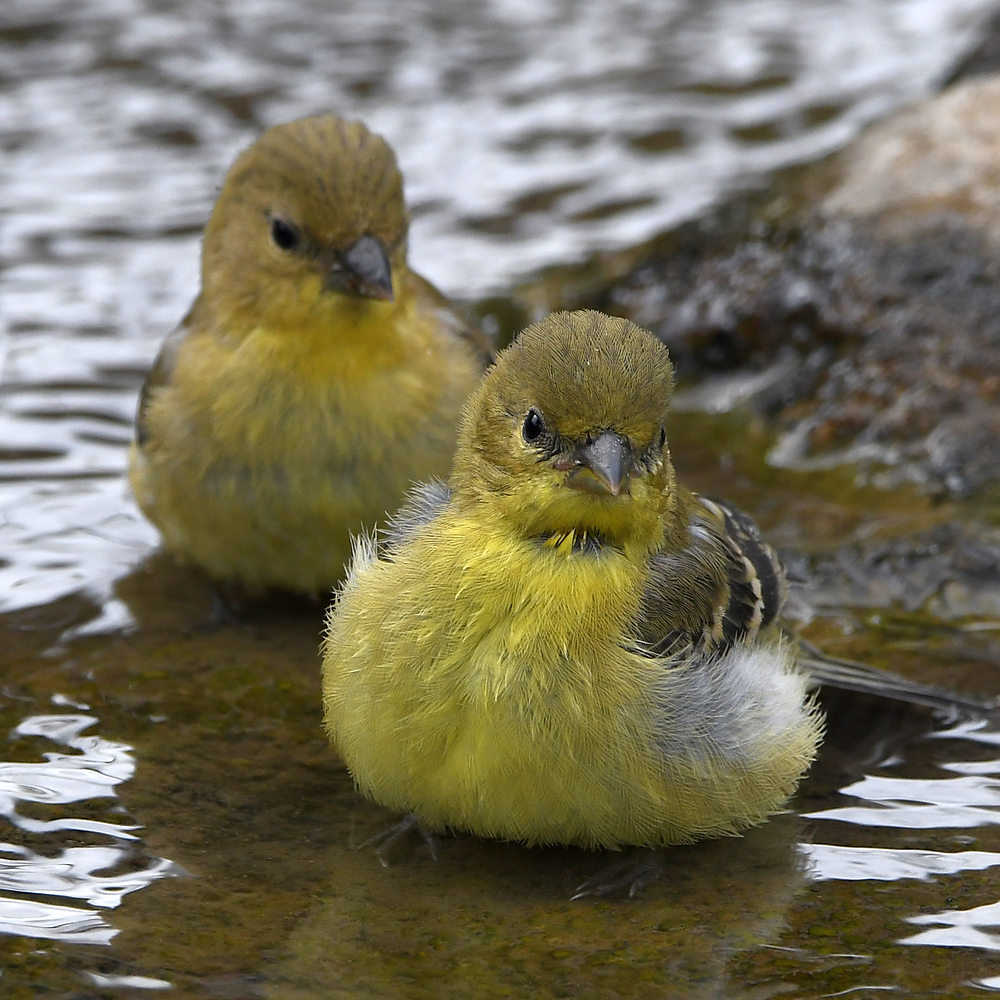 Goldfinch9.jpg