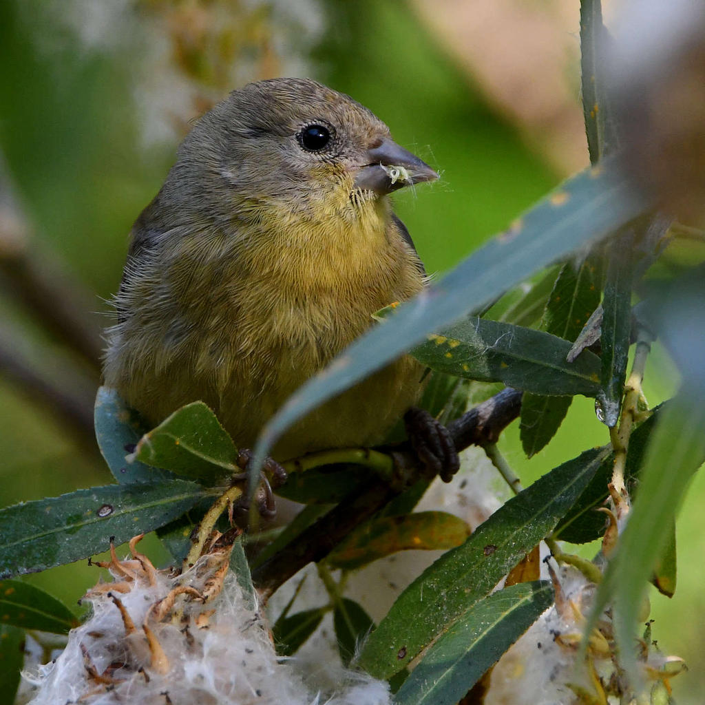 Goldfinch9.jpg