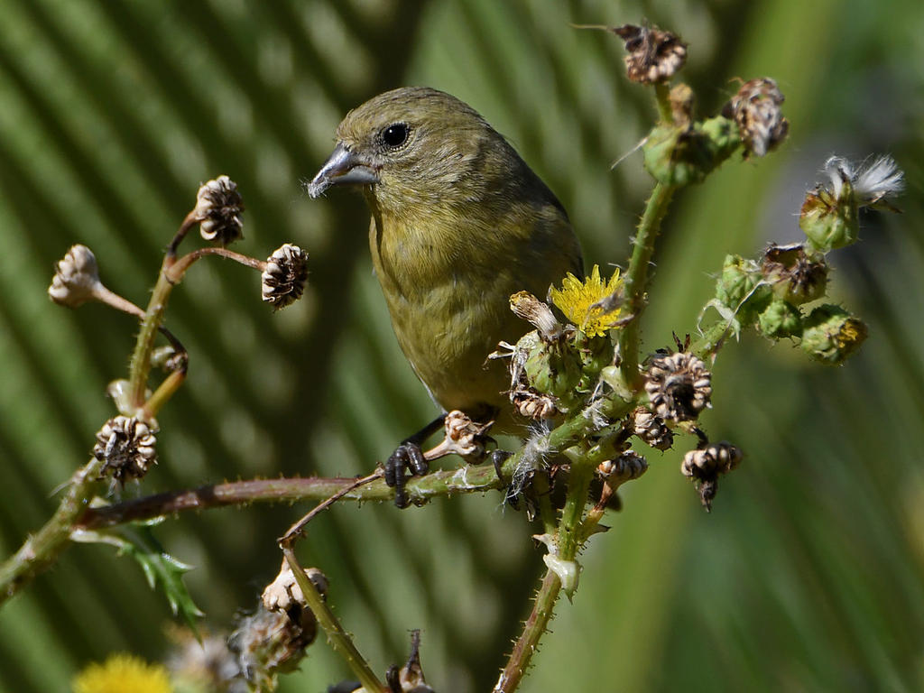 Goldfinch9.jpg