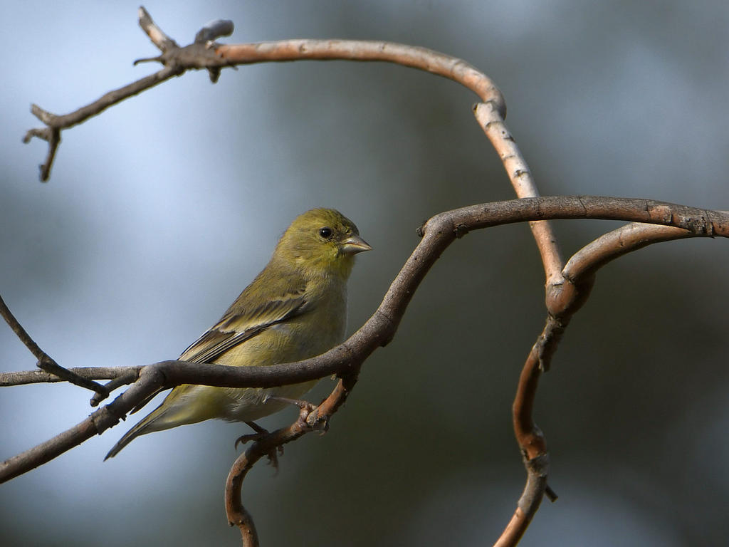 Goldfinch_2021_11_01.jpg