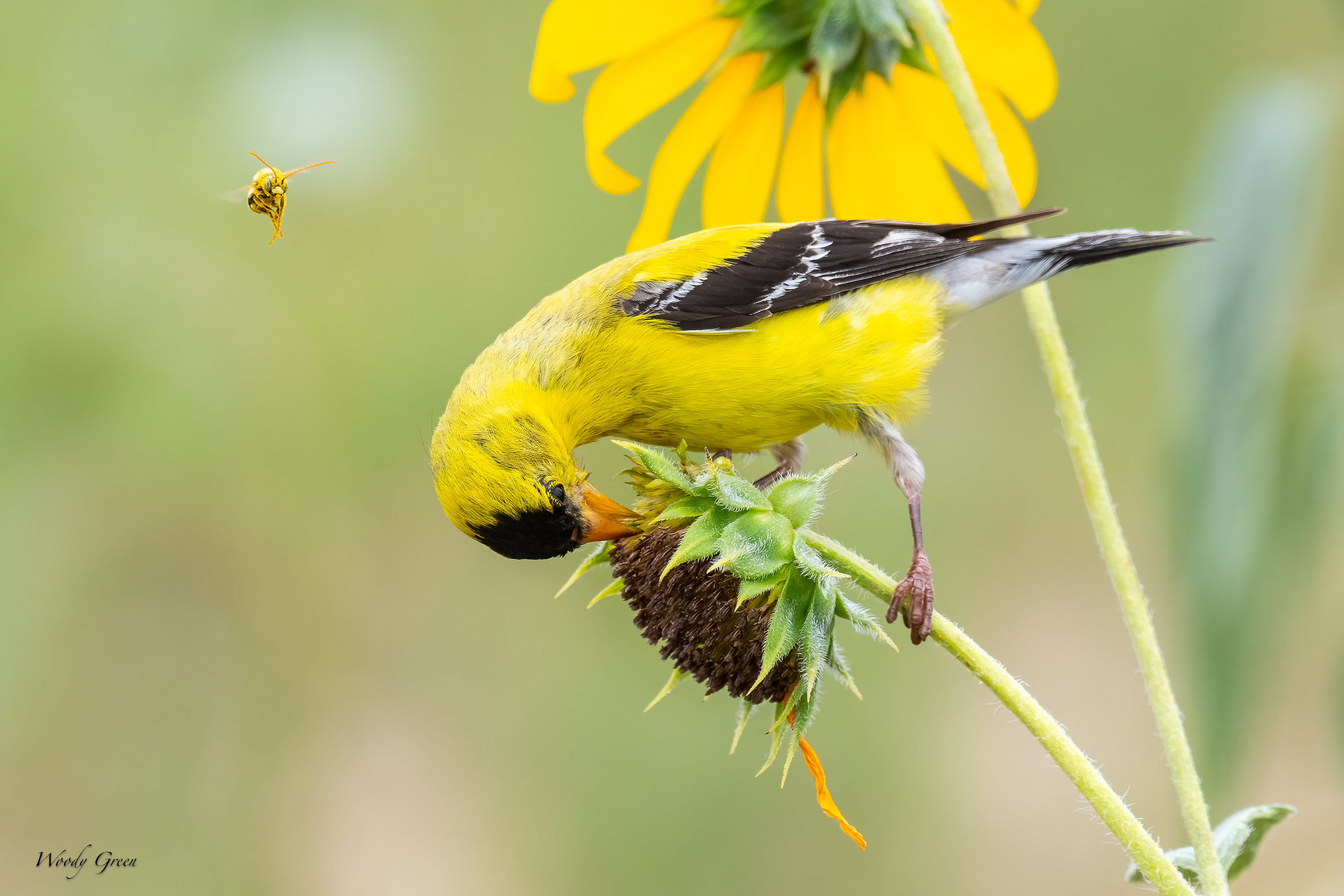 GoldfinchBee-15.jpg