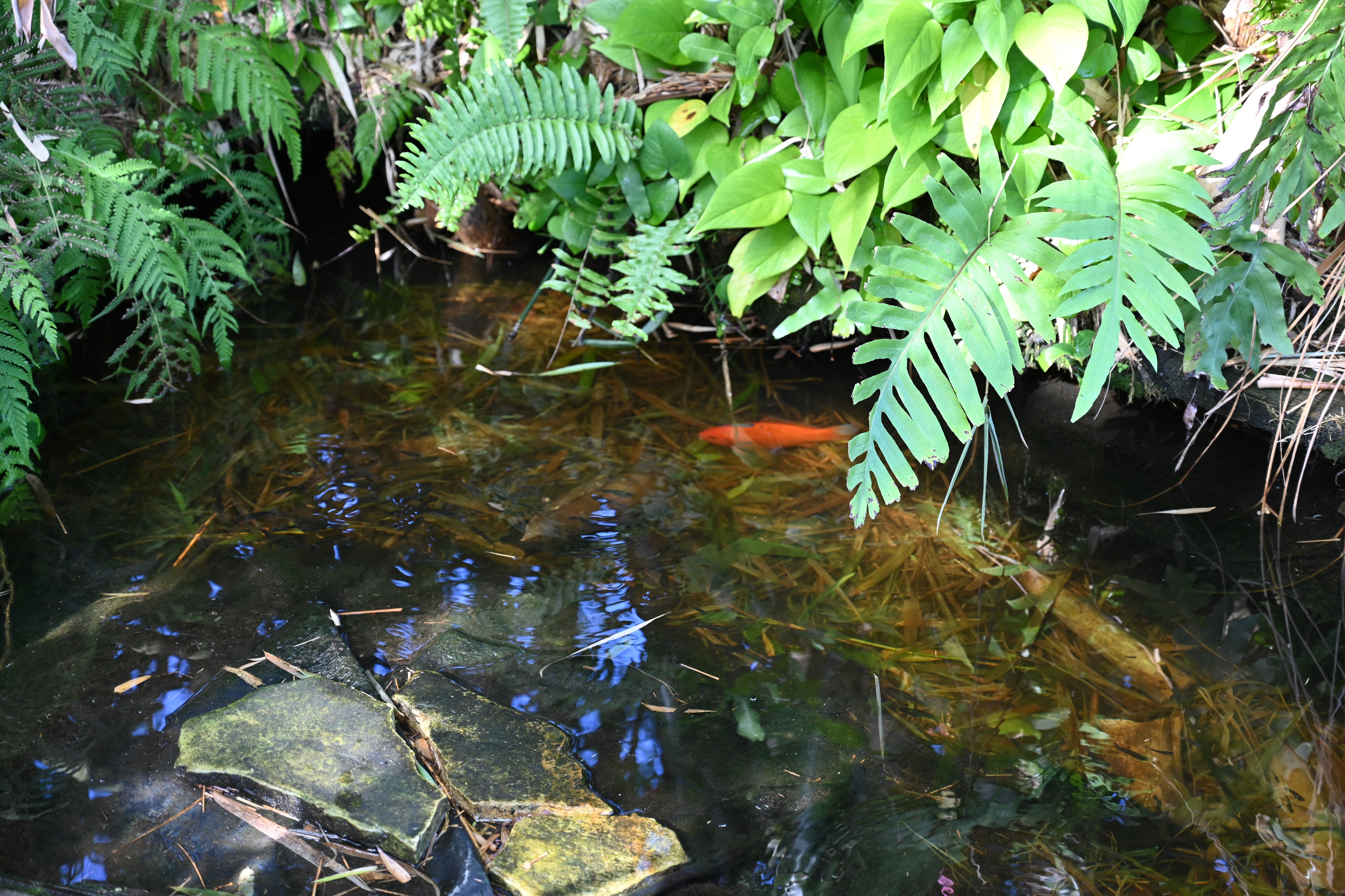 Goldfish in the pond 1.jpg