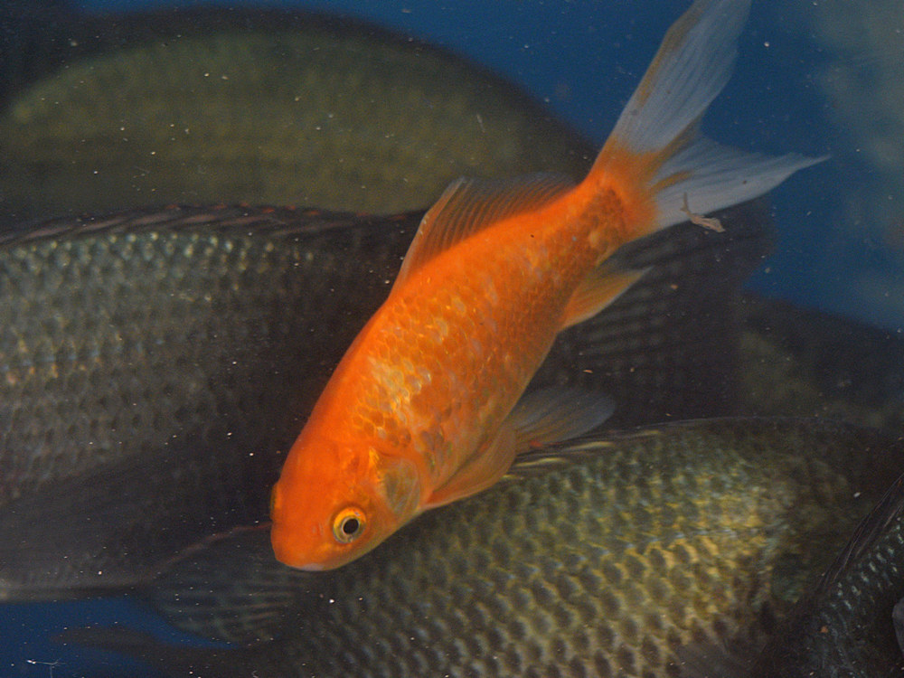 Goldfish.jpg