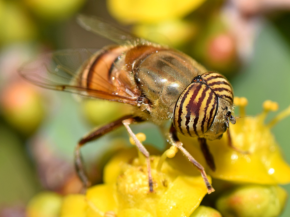 GoldFly.jpg
