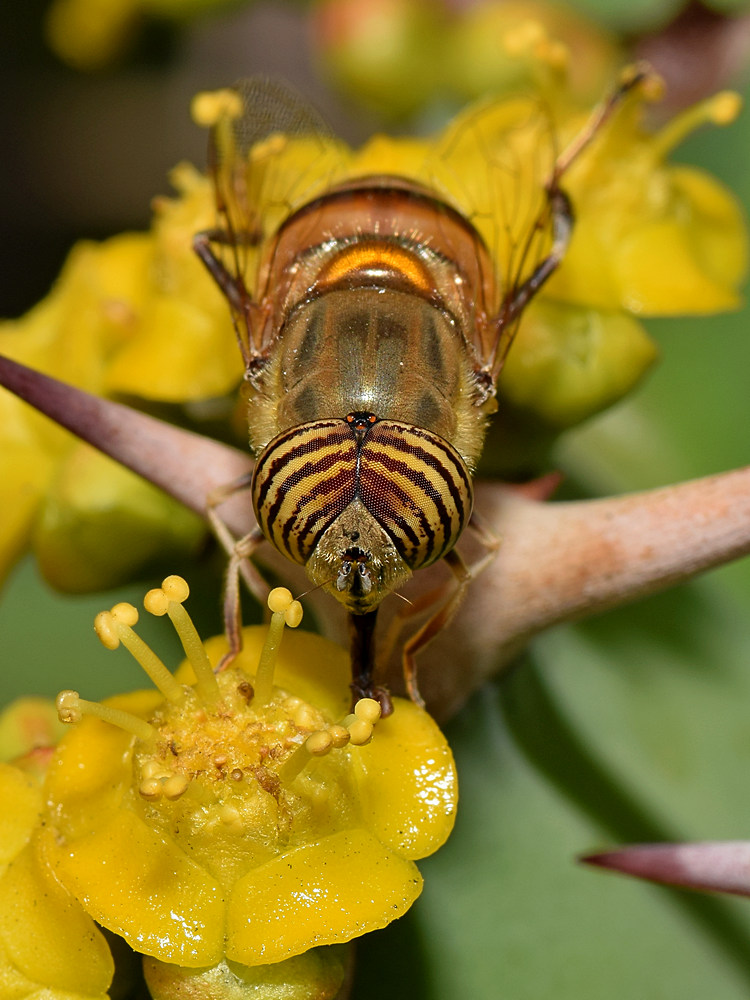GoldFly2.jpg