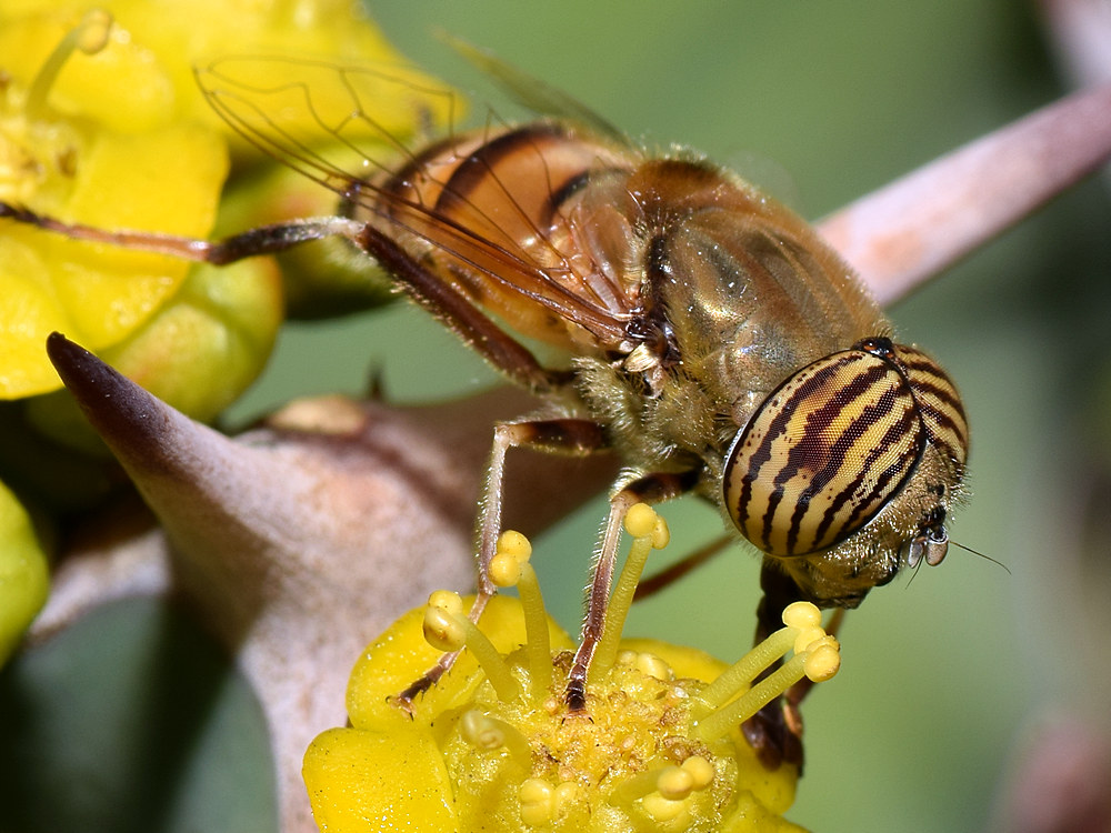 GoldFly4.jpg