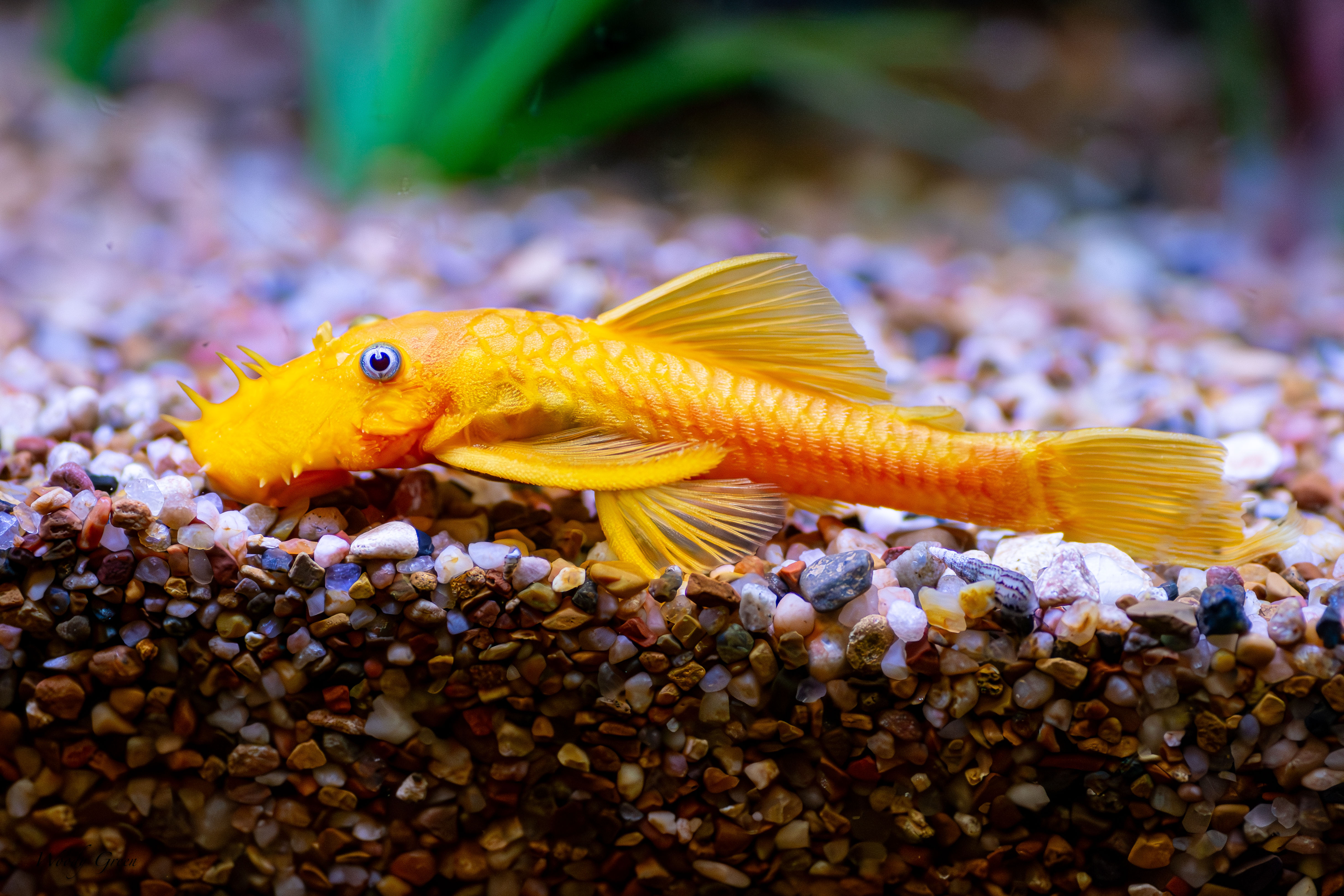GoldPleco-255.jpg