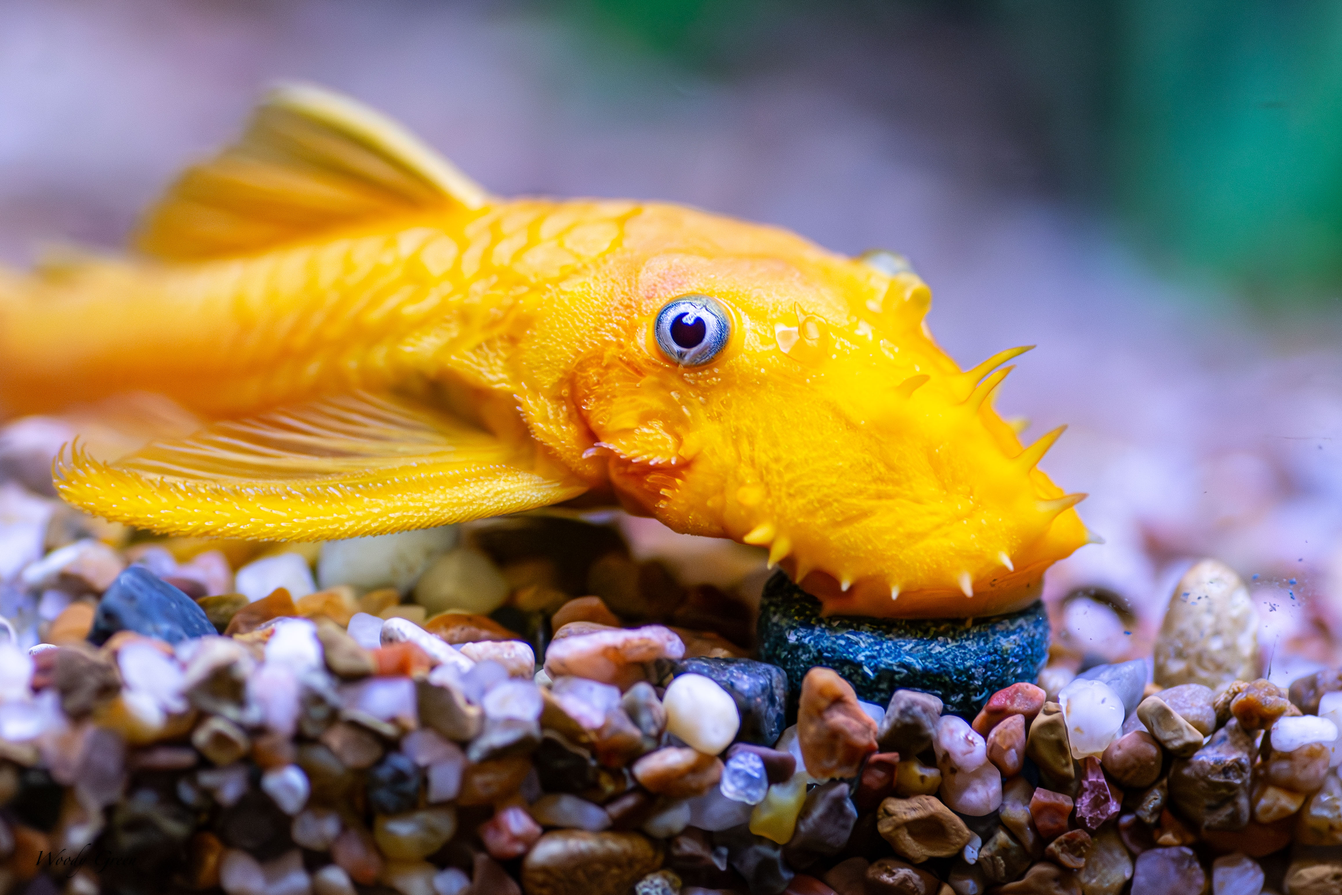 GoldPleco-256.jpg
