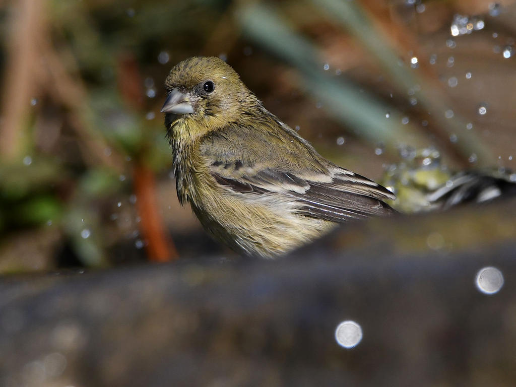 Golfinch.jpg