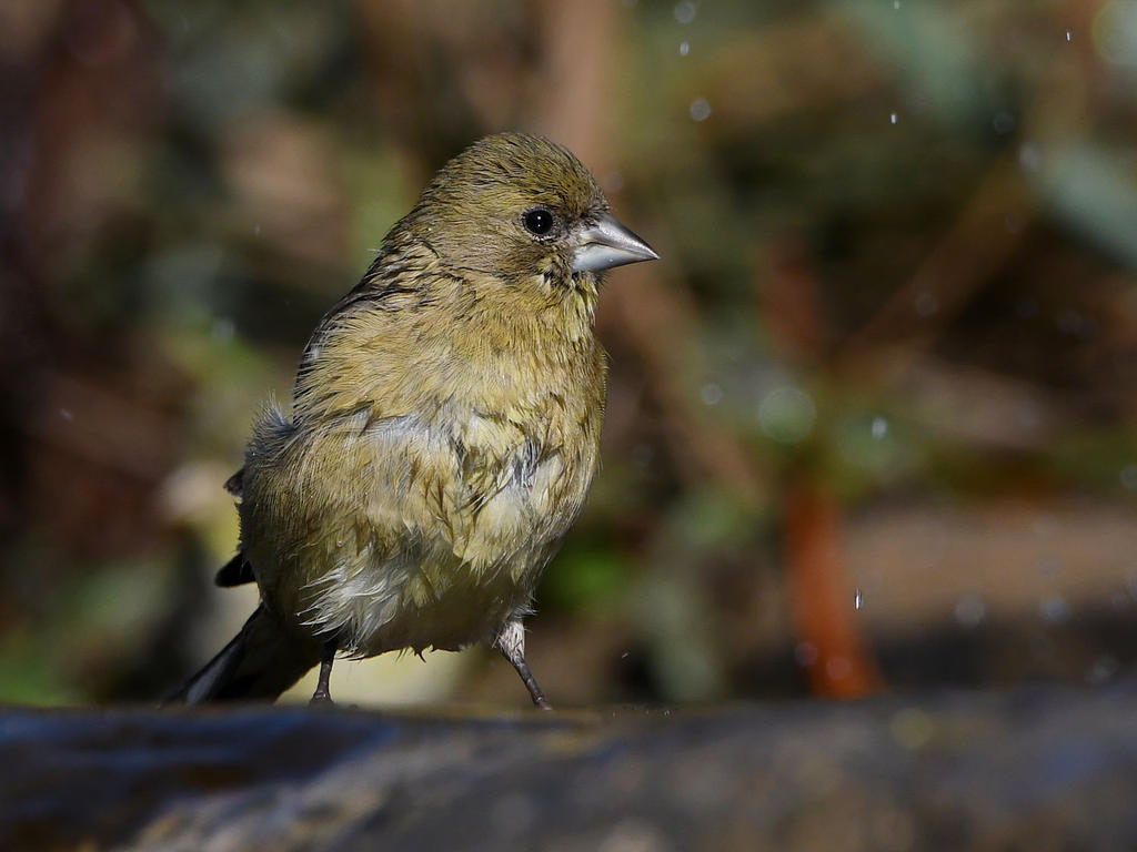 Golfinch3.jpg