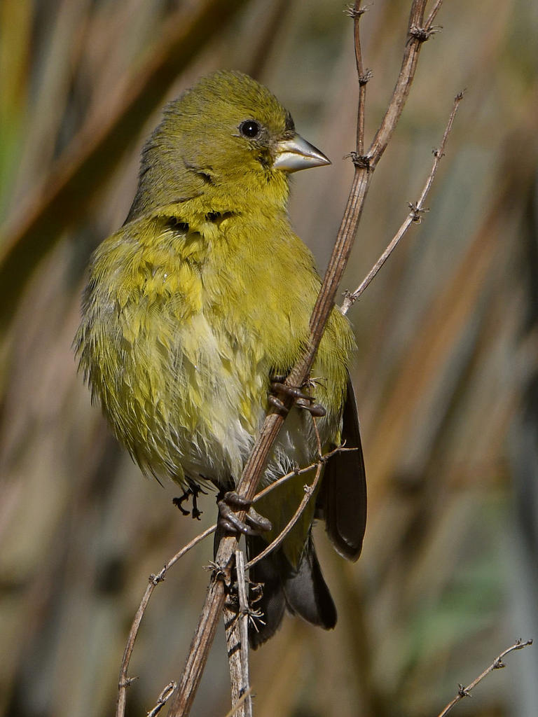 Golfinch7.jpg