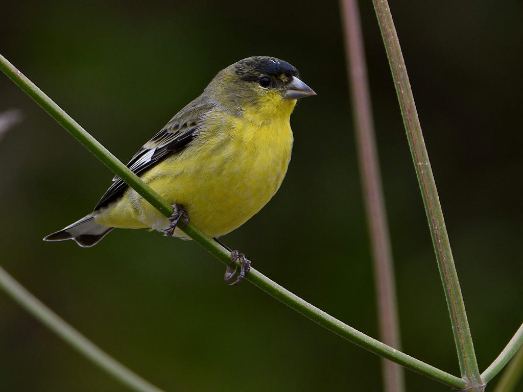 Golgfinch2.jpg