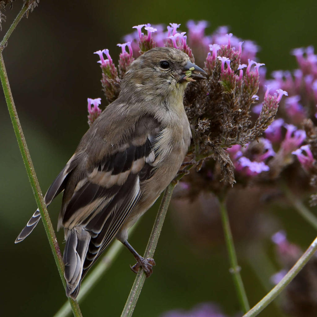 Golgfinch5.jpg