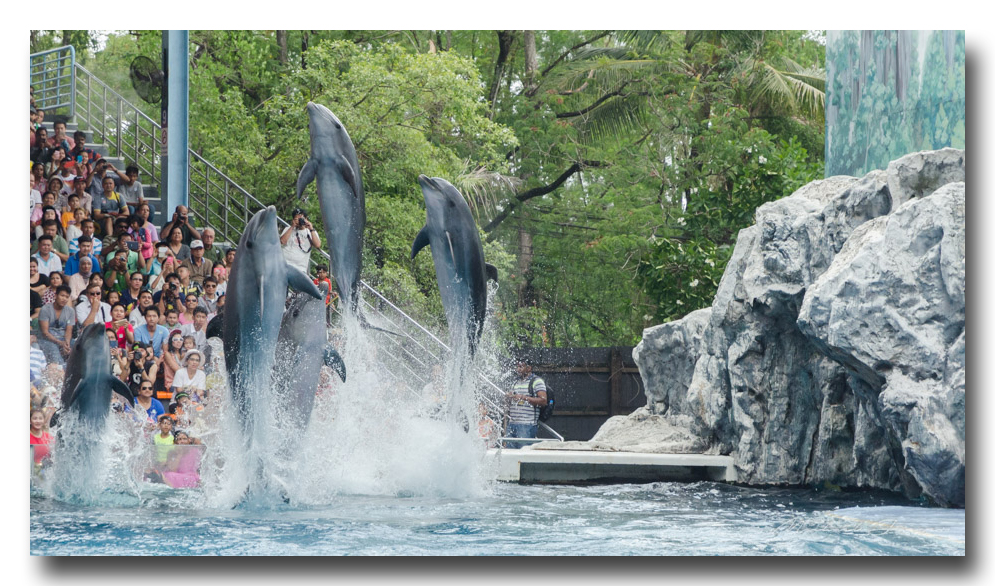 golphin-show-ype-banbung (1).jpg