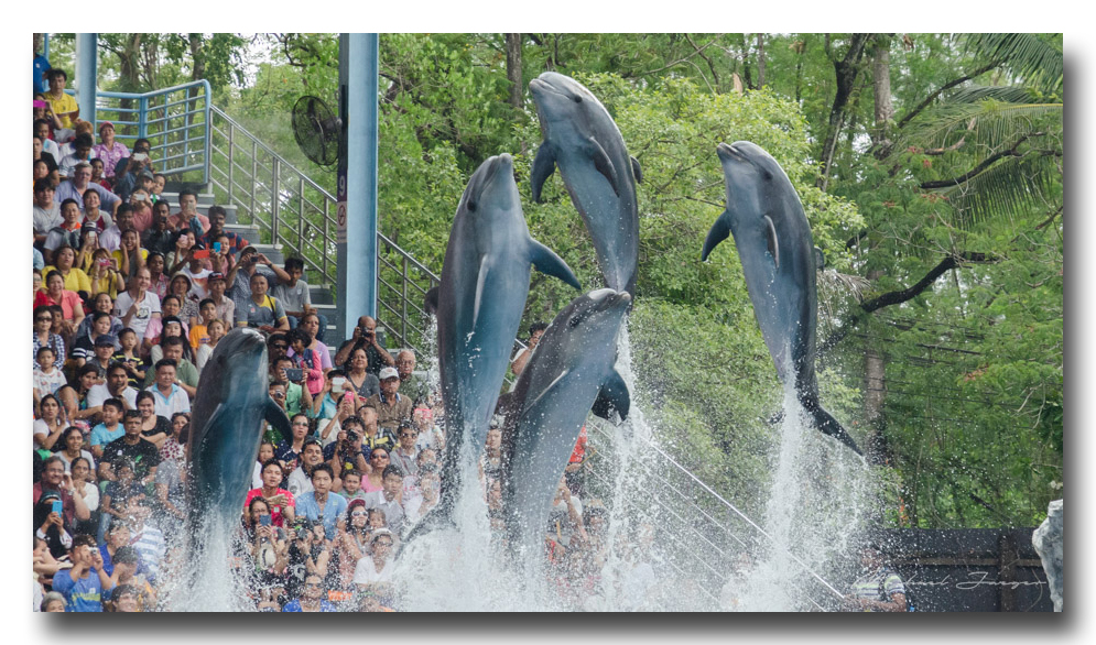 golphin-show-ype-banbung (2).jpg