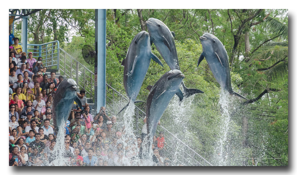 golphin-show-ype-banbung (3).jpg