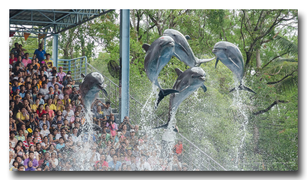 golphin-show-ype-banbung (4).jpg