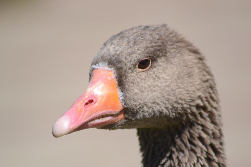 Goose 2.jpg