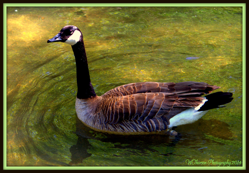 Goose in Green Water.jpg