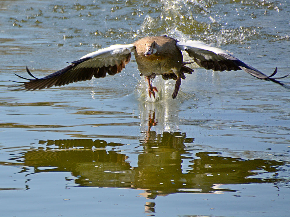 Goose.jpg